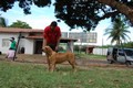 Matriz - Fila Brasileiro Dourado - Canil Singular - Perola